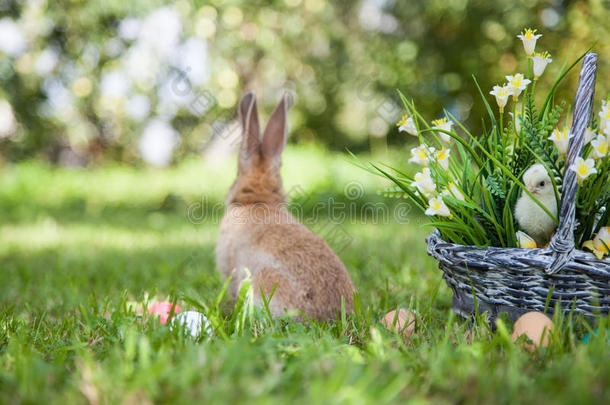 可爱的兔子和小兔子