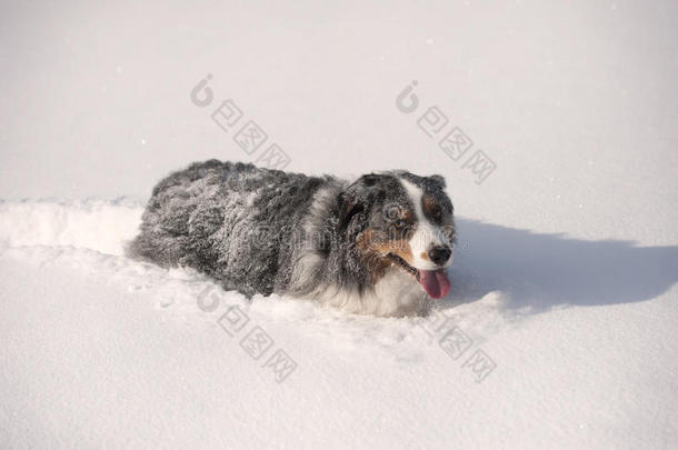 深雪中的蓝色梅尔澳大利亚牧羊人