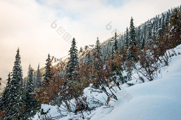 寒冷的早晨在冬天的山上，雪和蓝色的雪