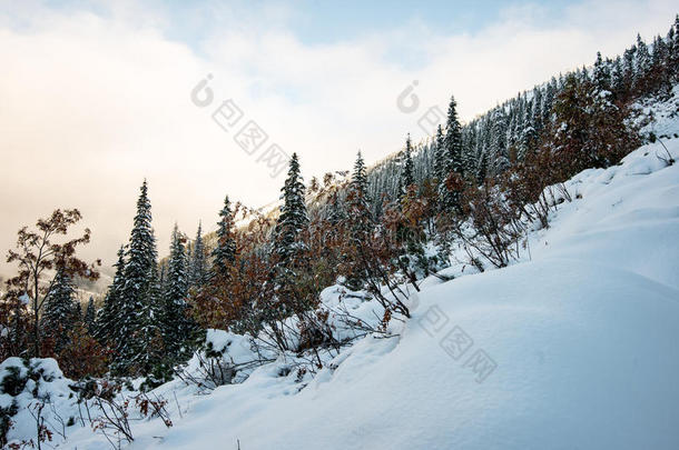 寒冷的早晨在冬天的山上，雪和蓝色的雪