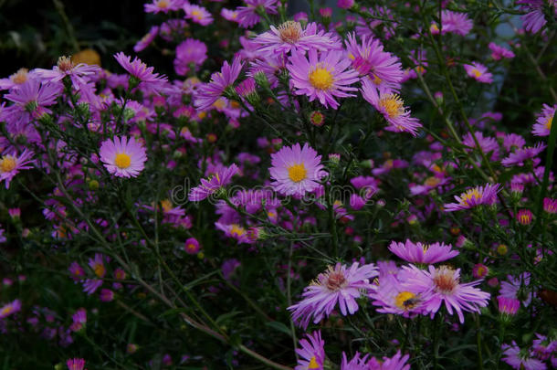 花园里美丽的<strong>秋菊</strong>