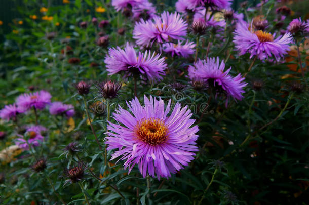 花园里美丽的<strong>秋菊</strong>