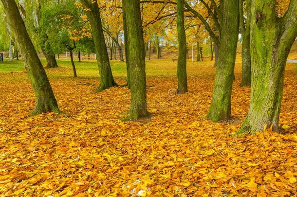 波兰小城市五颜六色的秋天公园