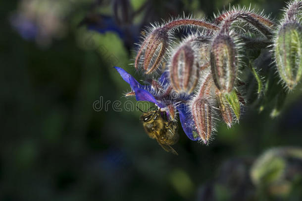 蜜蜂在琉璃苣花上