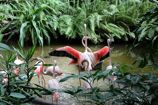 一群粉红色的火烈鸟在德国热带岛屿的热带公园