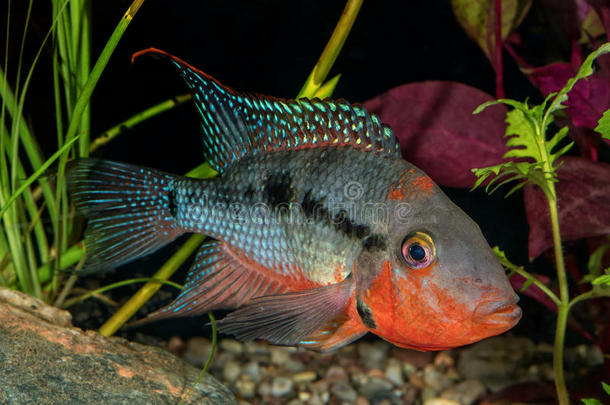 动物水族馆背景<strong>茜草</strong>清楚的