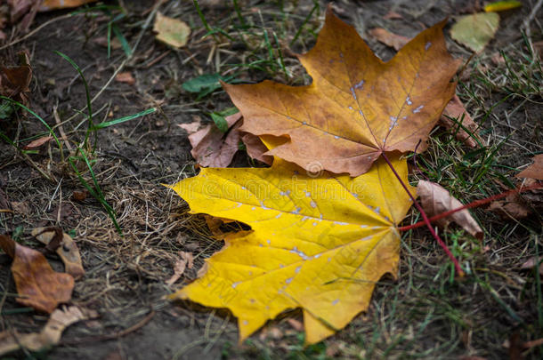 秋天的叶子躺在城市公园的地上