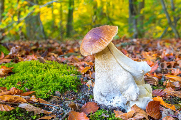 秋天森林地板上可食用的Porcini蘑菇