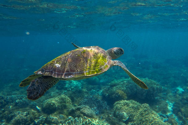 绿色海龟特写照片。 海龟特写。 热带海洋野生动物。
