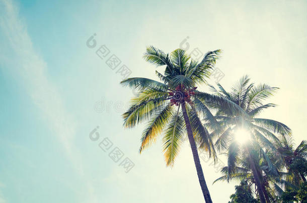 热带海滩蓝<strong>天上</strong>的椰子棕榈树