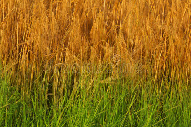 <strong>金色</strong>大麦和绿草背景&x28；农业，收获，
