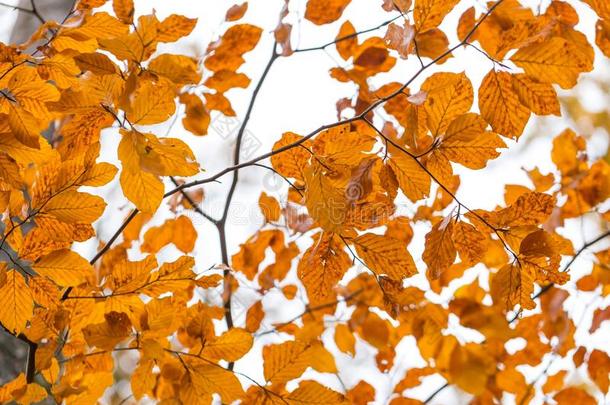 美丽的橙色角束叶子挂在树枝上