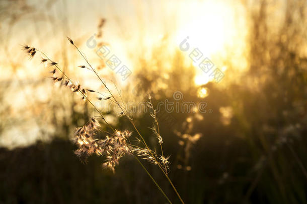 在日出和橙色的天空上特写干燥的花。 场的浅深度。 暑期背景概念。