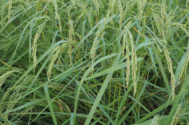 田间水稻中的绿色水稻