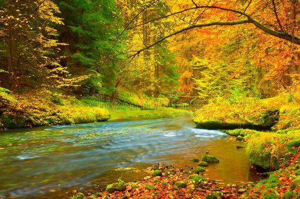 秋天的<strong>风景</strong>，五颜六色的叶子在树上，早晨在<strong>雨后</strong>的河流。