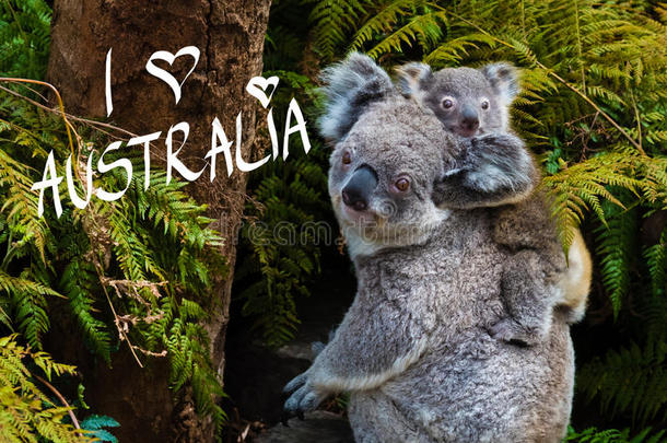 澳大利亚考拉熊本地动物与婴儿和我喜欢澳大利亚文本