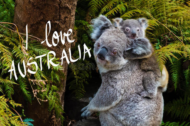 澳大利亚考拉熊本地动物与婴儿和我喜欢澳大利亚文本