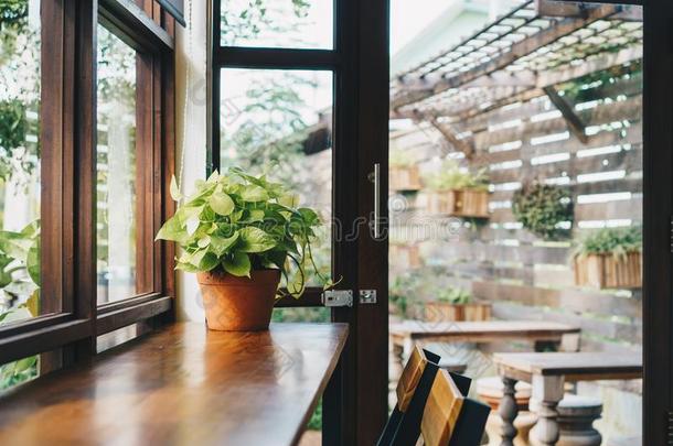 绿色植物在桌子上，咖啡店的概念，日光从窗户。