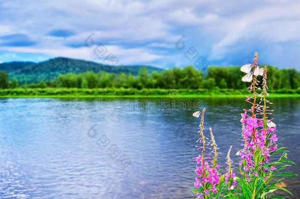 美丽<strong>的</strong>湖泊景观，多云<strong>的</strong>天空和<strong>紫色的花朵</strong>