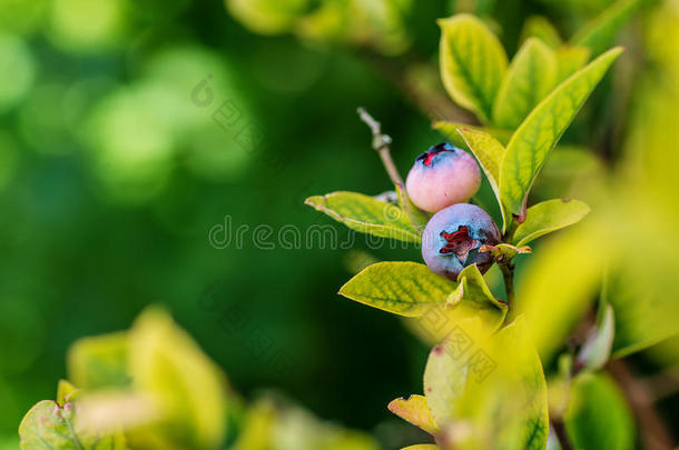 蓝莓在花园的树枝上，夏天健康的水果和叶子