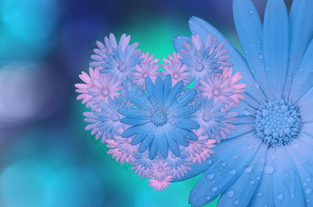 蓝色粉红色的花，在蓝绿色模糊的背景上。 特写镜头。 明亮的花卉构图，节日卡片。 科拉奇o