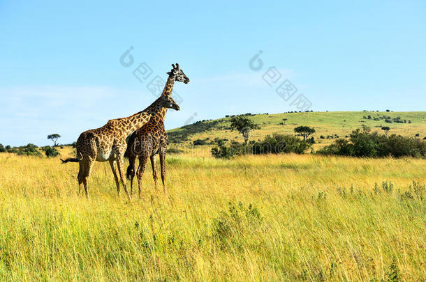 热带<strong>草原</strong>上的非洲长颈鹿