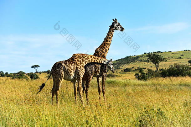 热带<strong>草原</strong>上的非洲长颈鹿