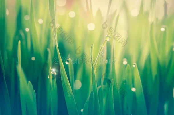 露水滴在新鲜<strong>的</strong>麦草上，具有自然<strong>的气息</strong>，为自然背景，概念在早晨刷新