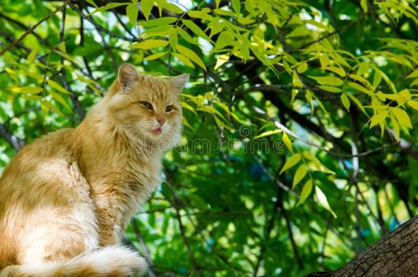 猫<strong>坐在树上</strong>。小型家养食肉哺乳动物