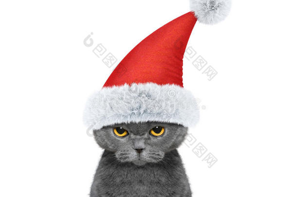 戴着圣诞老人帽子的可爱猫