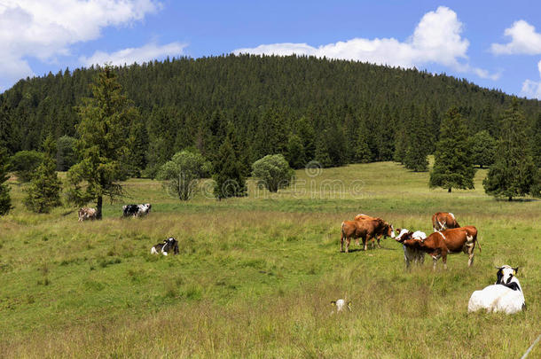 清晰的绿色景观与<strong>奶牛</strong>在<strong>牧场</strong>，山区马古拉在斯洛伐克