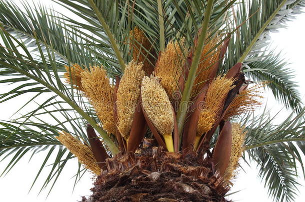 盛开的棕榈树，勒格劳-杜罗伊，法国