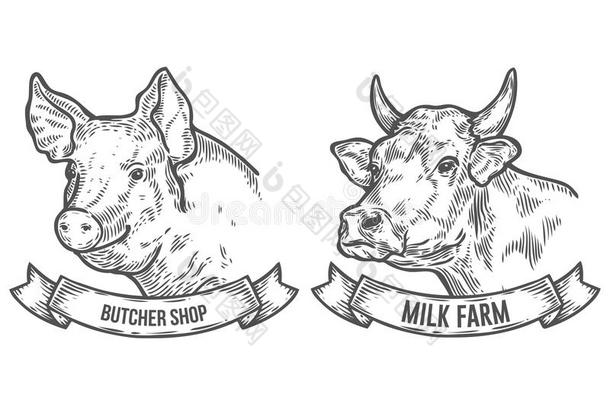 牛和猪头。 牛奶场，肉店。 手绘草图的图形风格。