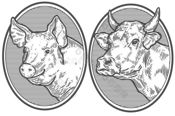 牛和猪头。 手绘草图的图形风格。 老式矢量雕刻