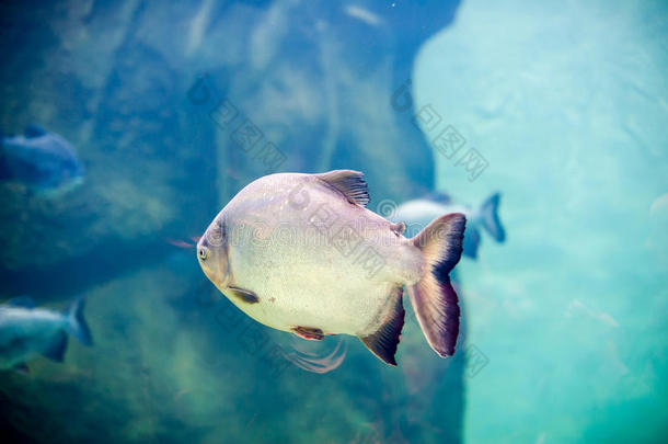 水族馆里的<strong>食人鱼</strong>