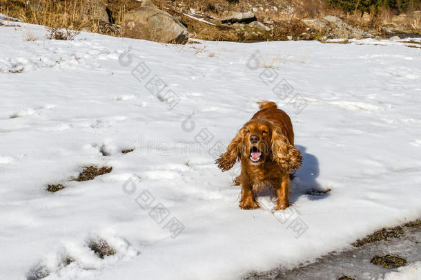 公鸡猎犬吠叫