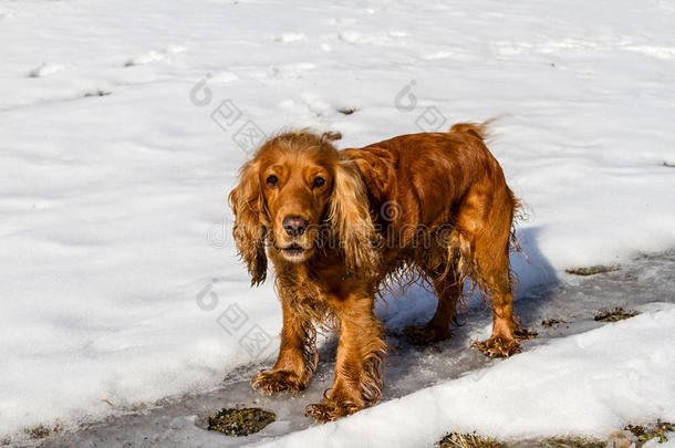 公鸡猎犬站在白雪上