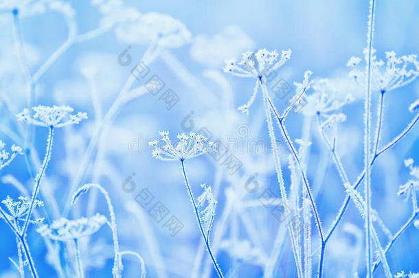 霜中娇嫩的开放花朵。