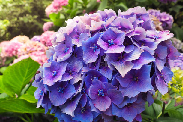 花园里美丽的<strong>大</strong>叶绣球花或海葵的<strong>紫色花朵</strong>