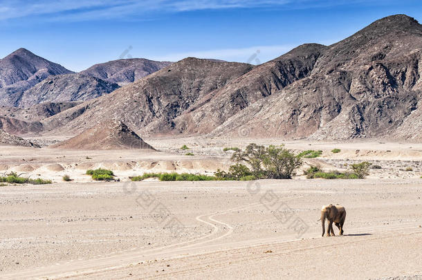 沙漠大象在纳米比亚干涸的霍尼布河上行走