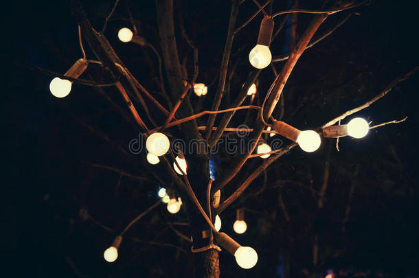 夜晚在树上发光的灯泡