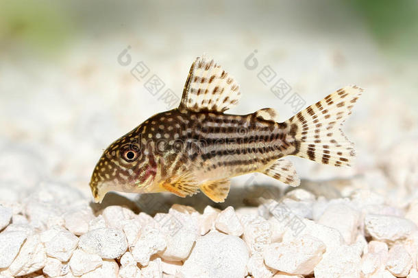 科里鲶鱼CorydorasSterbaiSterba`sCory水族馆鱼