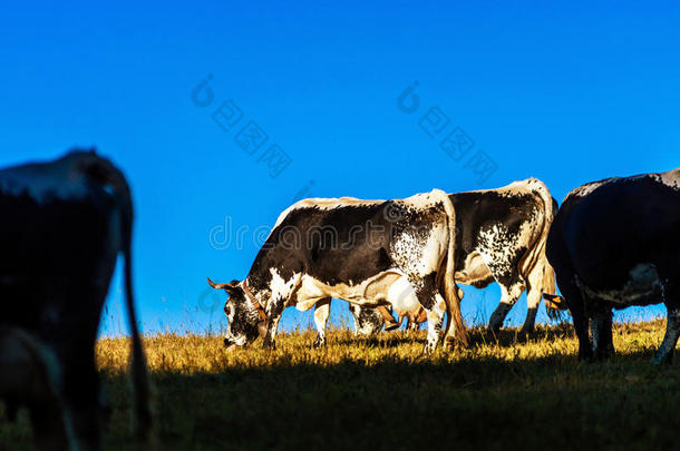 黑白奶牛在牧场，日落景观