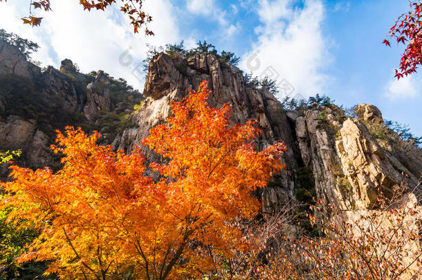 秋叶在北九水小径，<strong>崂山</strong>，青岛，中国。