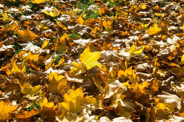 金色的秋叶覆盖着草坪，阳光透过美丽的图案照耀着