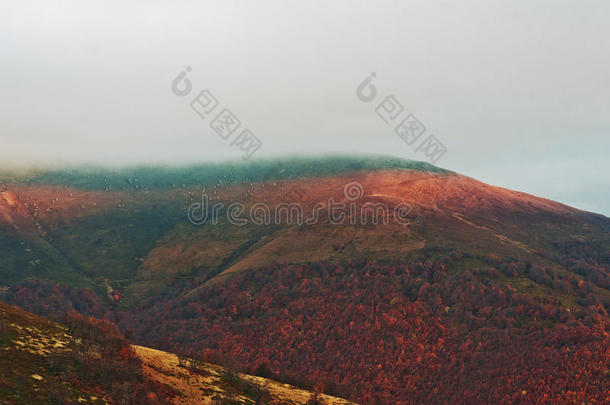 山中五颜六色的红色秋天景观。 雾蒙蒙的晨山被太阳照亮在喀尔巴阡山