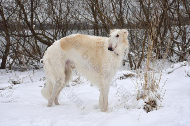 雪上的狗