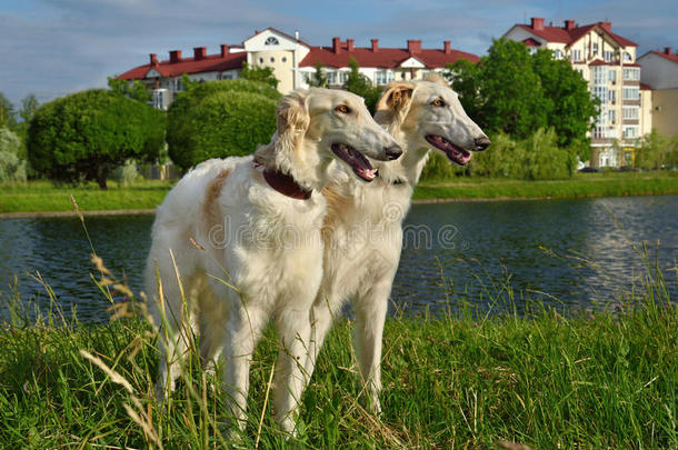两只俄罗斯猎狼犬