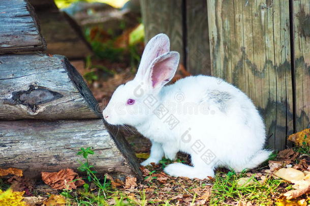 可爱的小白兔吃草
