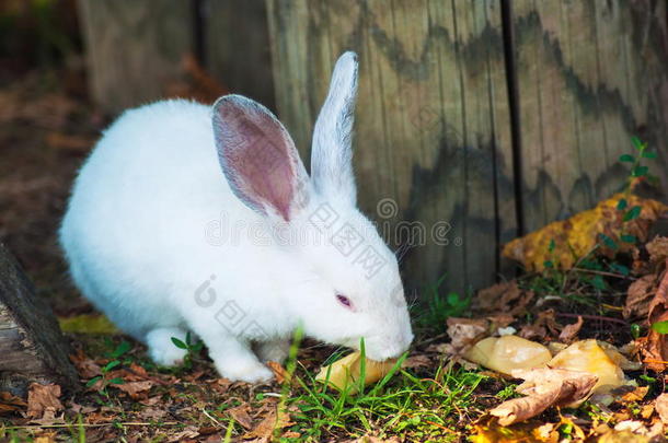可爱的小白兔吃草